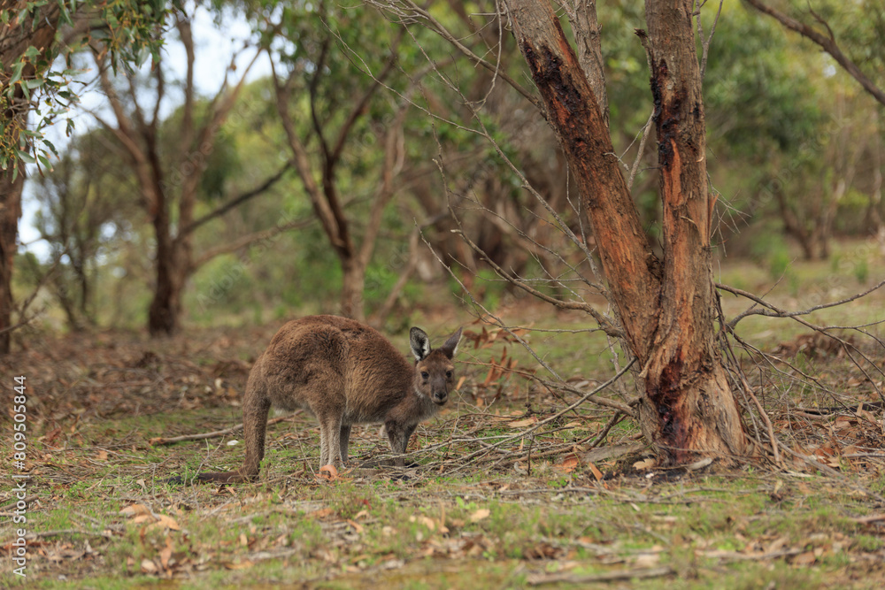 Naklejka premium Kangaroo in gum trees, Australia