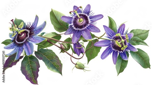 Purple passionflower Passiflora Incarnata. Rare endangered plant and flower species hyper realistic  photo