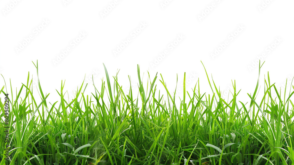 green grass isolated on white green grass isolated on white