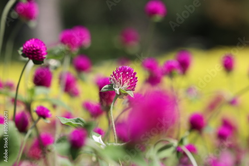 Purple Flower Close-Up in Soft Focus