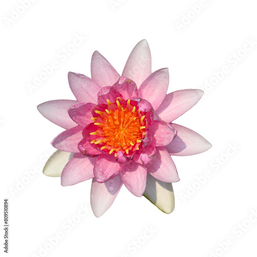 Beautiful pink waterlily flower blossom 