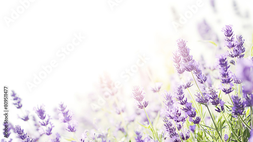 lavender flowers isolated on white background