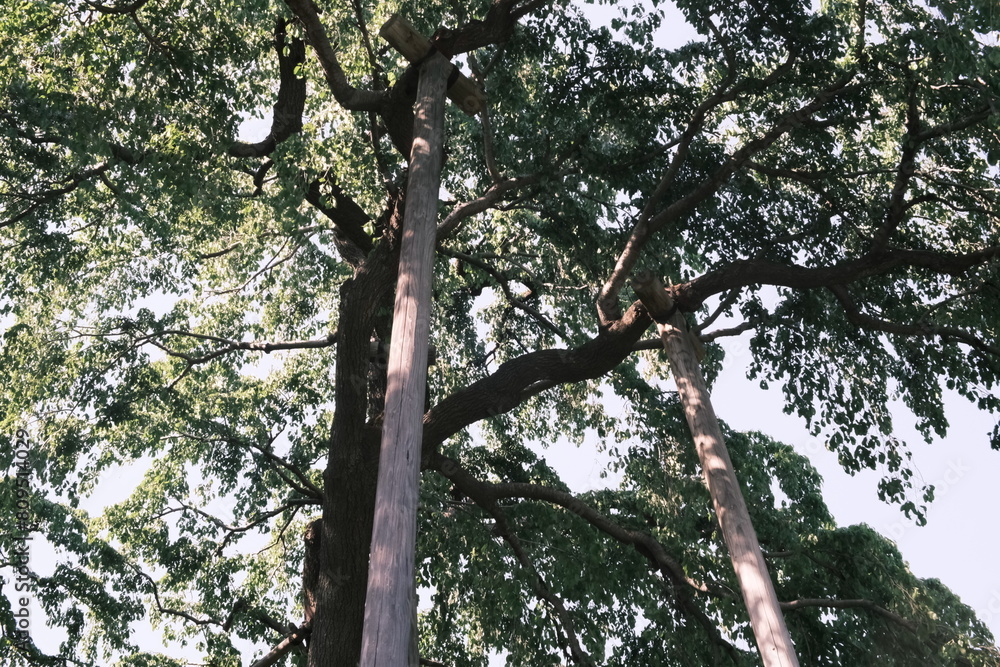 Fototapeta premium 福島県の三春滝桜