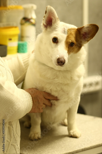Sick dog in vet hospital close up photo. High quality photo