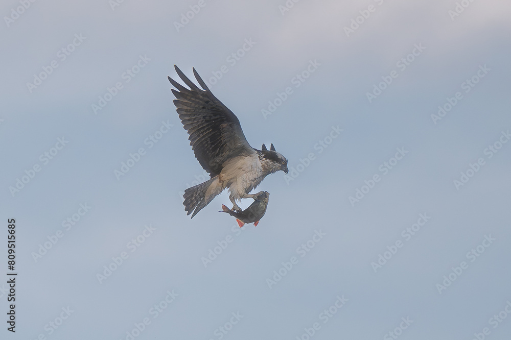 Obraz premium Osprey - Pandion haliaetus also called sea hawk, river hawk, and fish hawk in flight with caught fish isolated with sky in background. Photo from nearby Mragowo in Mazuria in Poland.
