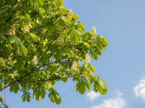 chestnut on a spring day
