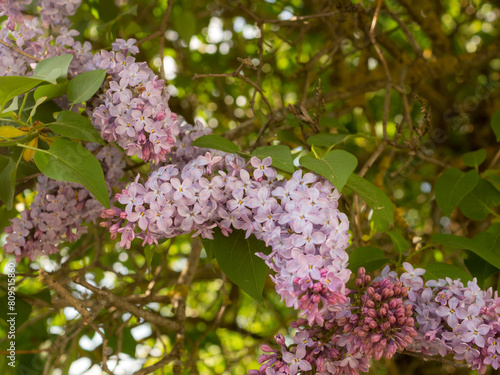 lilac branches in the spring