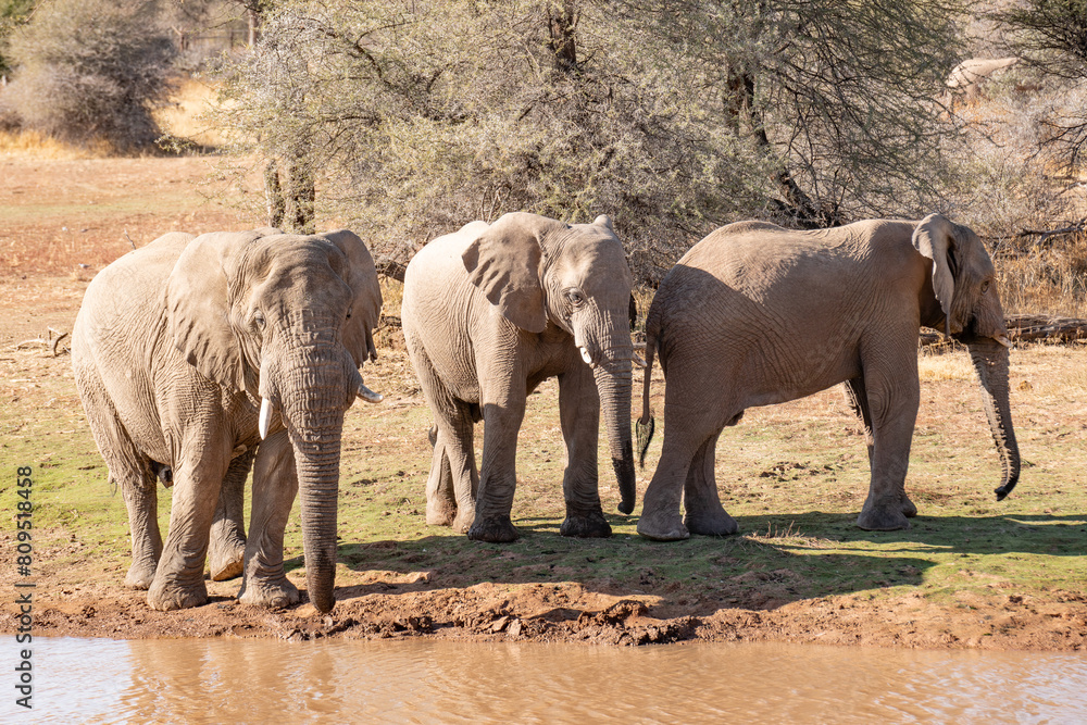 Fototapeta premium Clsoe up of African Bush Elephants walking on the road in wildlife reserve. Maasai Mara, Kenya, Africa.
