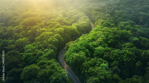 Drone image of a vibrant green forest with a clear road  sun flares adding a mystical quality to the sustainable pathway