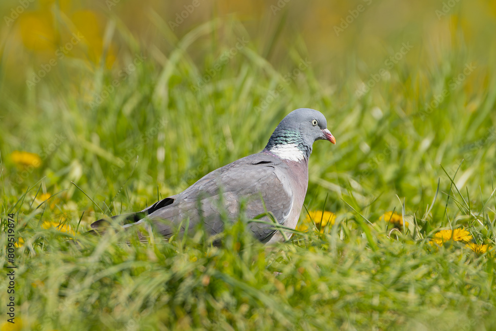 Obraz premium common wood pigeon, wood pigeon - Columba palumbus on ground in green grass. Photo from Masurian Lake Land in Poland.