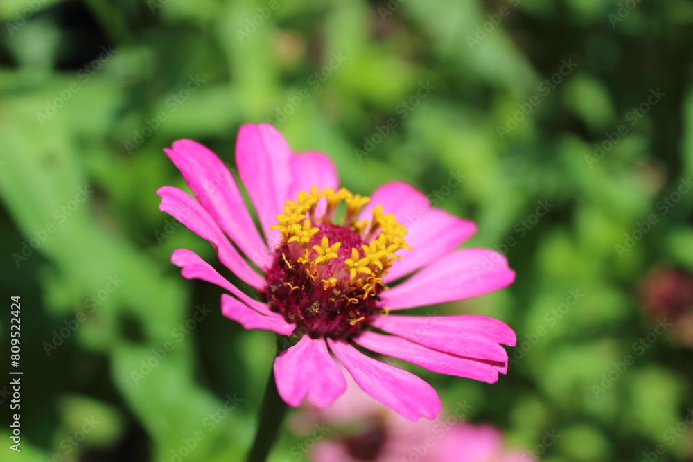 cosmos closeup cosmos closeup