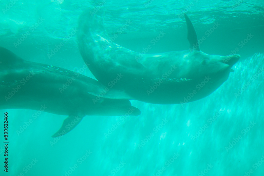 Obraz premium 水族館