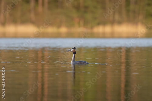 Great crested grebe - Podiceps cristatus - swimming in colorful calm water. Photo from Masurian Lake Land in Poland. © PIOTR
