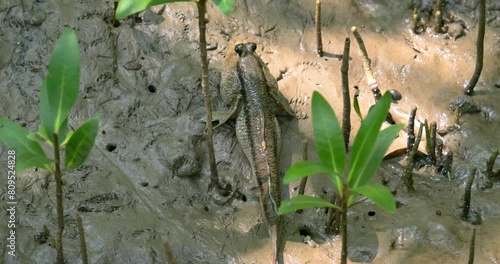 Lying still on a muddy estuarine coastline, surrounded by mangrove seedlings, a mudskipper camouflaged itself in a natural habitat in Samut Prakan, in Thailand. photo