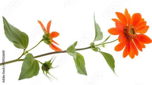 Mexican sunflower isolated on a transparent background photo