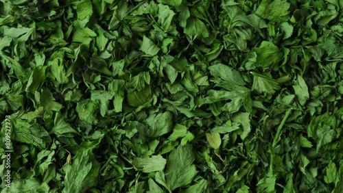 Wallpaper Mural Background of green dry parsley. Vegetarian bio organic salad herb healthy eating. Home garden immunity-boosting herbs. Seasonal harvest cottagecore Torontodigital.ca