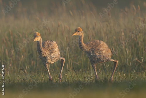 Common crane, Eurasian crane - Grus grus cute chicks walking in green grass with meadow in background. Photo from Lubusz Voivodeship in Poland. photo