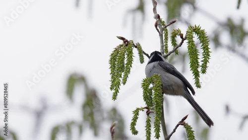 Cute Chickadee bird feeds on fresh poplar tree catkins on small branch photo