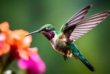 Delicate ballet of a hummingbird as it hovers and then gracefully lands on a slender branch