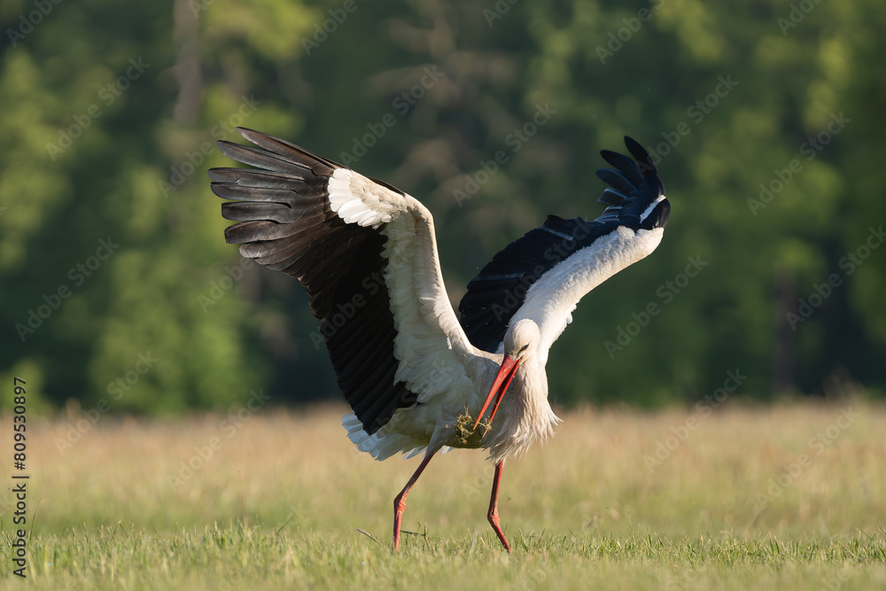 Fototapeta premium White stork - Ciconia ciconia on meadow with spread wings at green background. Photo from Lubusz Voivodeship in Poland.