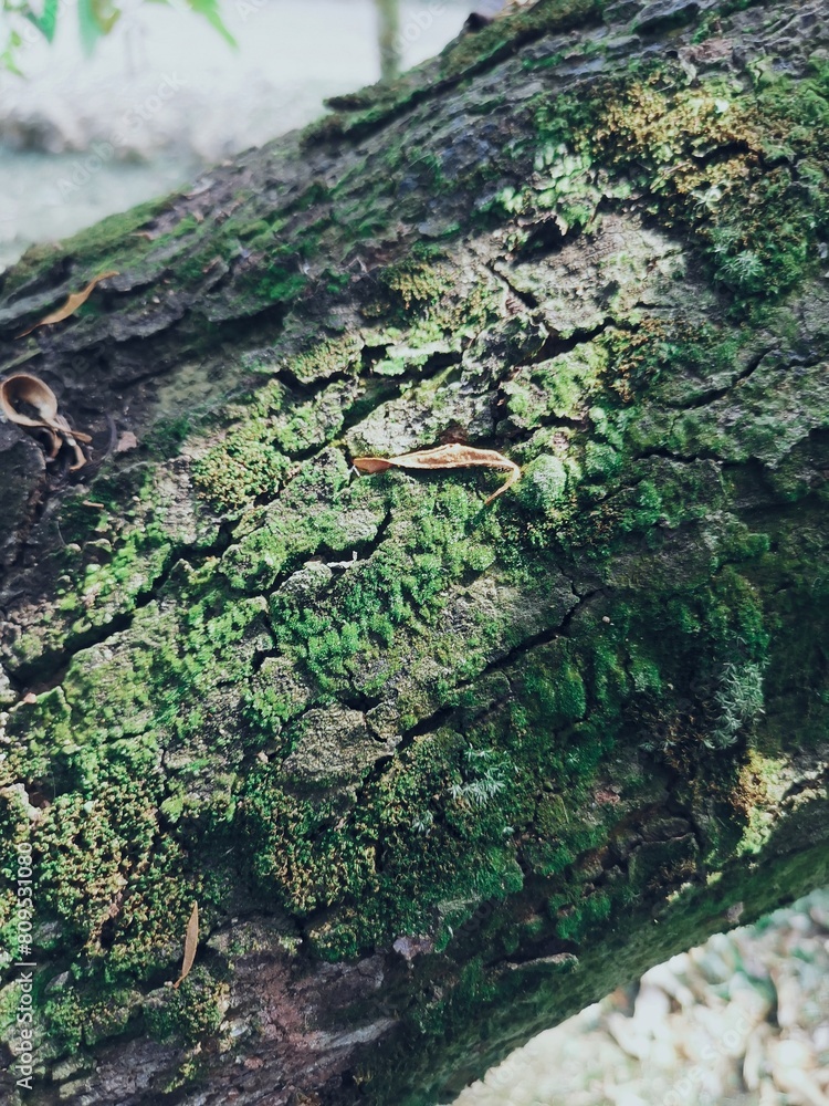 Obraz premium Beautiful of green moss lichen on stones