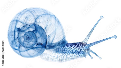 Transparent blue xray of anatomy of a snail on a white background