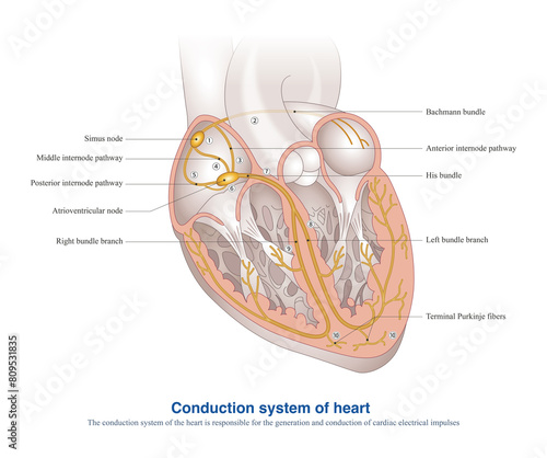 The conduction system of the heart is responsible for the generation and conduction of cardiac electrical impulses, and is the electrical system of the heart.   photo