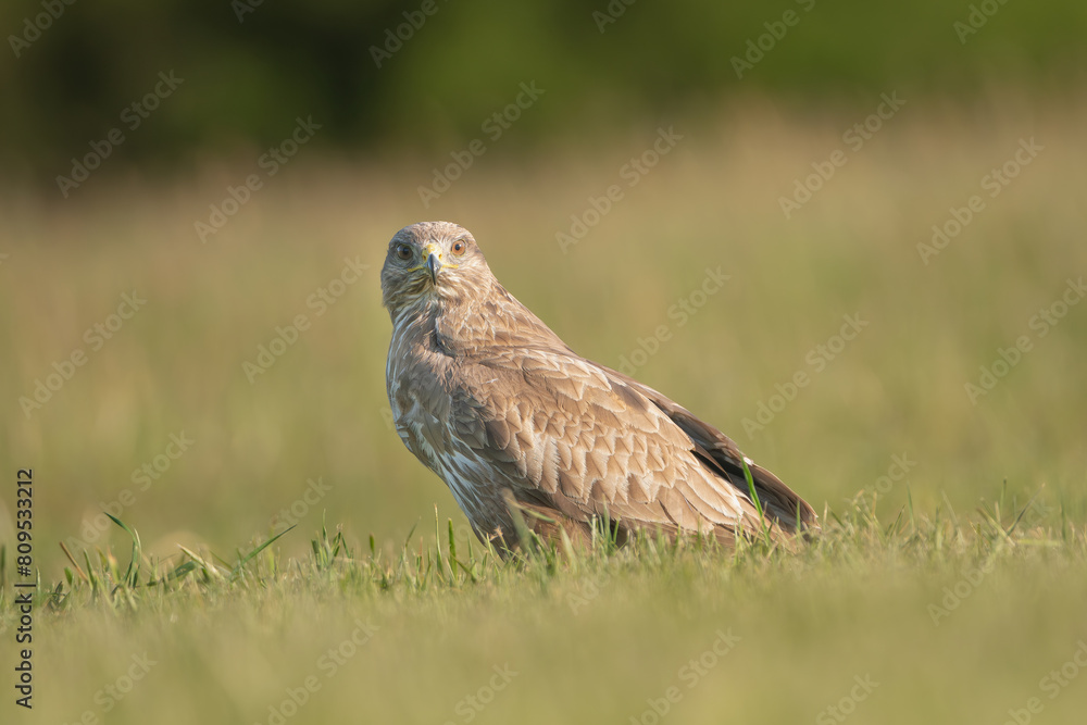 Common buzzard - Buteo buteo on ground in spring green grass. Green background. Photo from Lubusz Voivodeship in Poland. Common buzzard - Buteo buteo on ground in spring green grass. Green background. Photo from Lubusz Voivodeship in Poland.