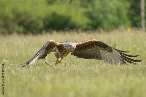 Red kite - Milvus milvus in flight with spread wings trying to catch prey from gound at green grass in  background. Photo from Lubusz Voivodeship in Poland. Isolated. photo
