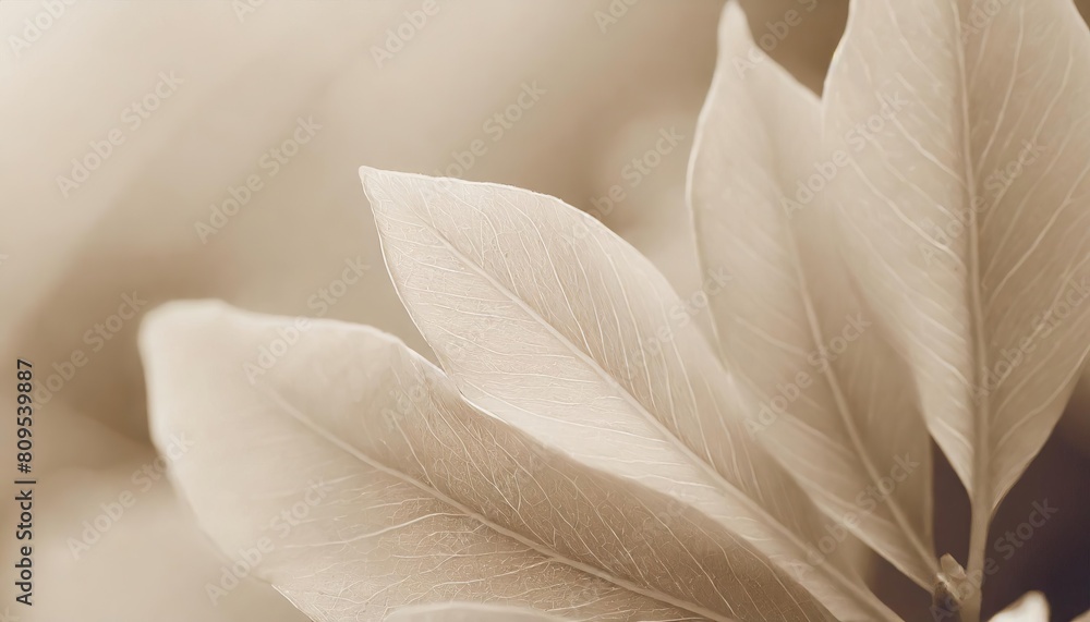 Nature abstract of flower petals, beige transparent leaves with natural texture as natural background Nature abstract of flower petals, beige transparent leaves with natural texture as natural background
