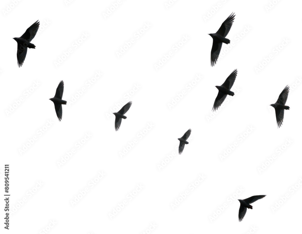 PNG Birds flying in the sky outdoors animal nature. AI generated Image by rawpixel. PNG Birds flying in the sky outdoors animal nature. AI generated Image by rawpixel.