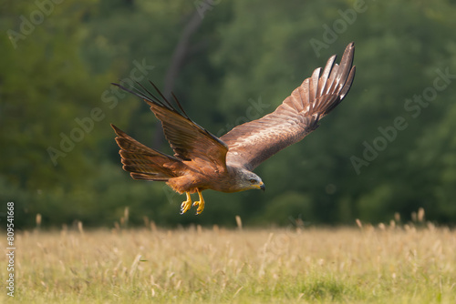 black kite - Milvus migrans in flight with green trees in background. Photo from Lubusz Voivodeship in Poland. photo