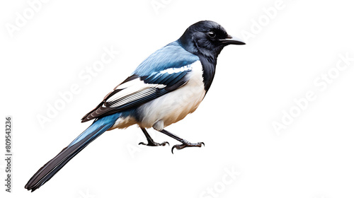 blue jay isolated on white background