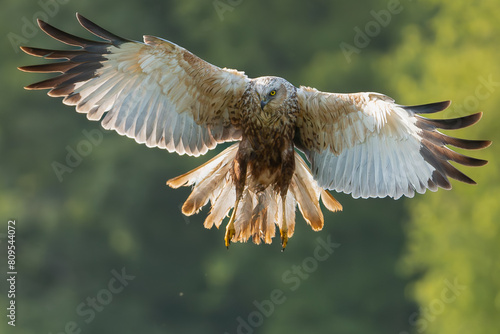 Western marsh harrier, Eurasian marsh harrier - Circus aeruginosus in flight with spread wings. Green background. Photo from Lubusz Voivodeship in Poland. © PIOTR