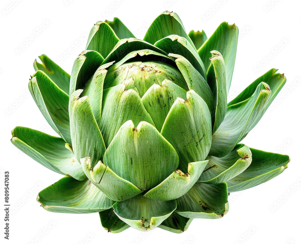 Fototapeta premium PNG Artichoke leaf vegetable produce plant.