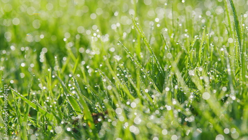 Nature Background. Grass With Dew In Backyard During A September Morning. Vibrant Green Grass After Spring Rain. Bokeh.