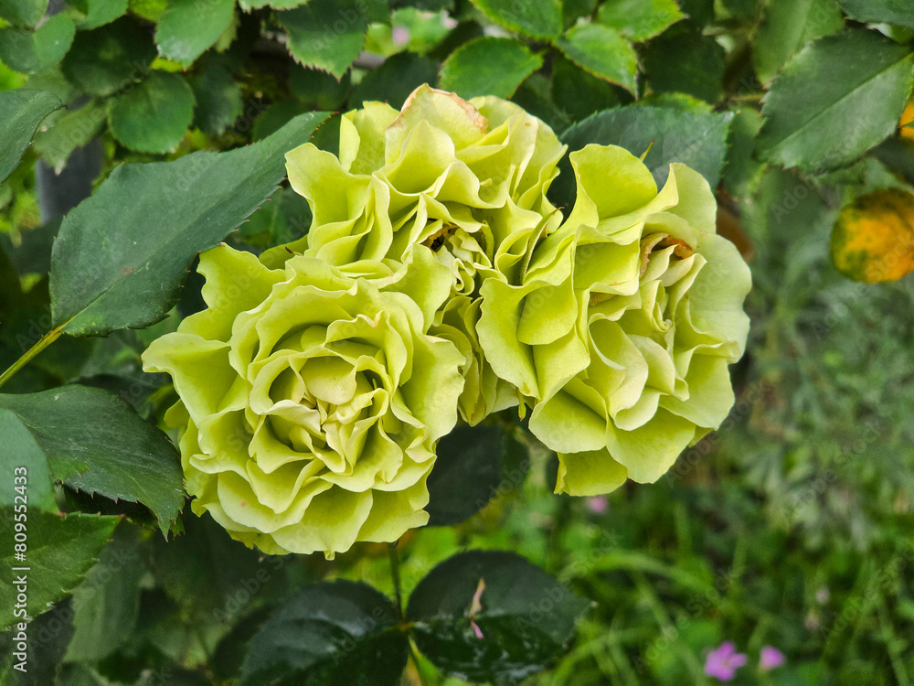 Princess Midori in full bloom, a very rare green rose. Princess Midori in full bloom, a very rare green rose.