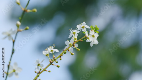 Blooming Branch. White Flowering Cherry Blossoms. Branch Of Tree With Small White Flowers In Bloom. Close up.