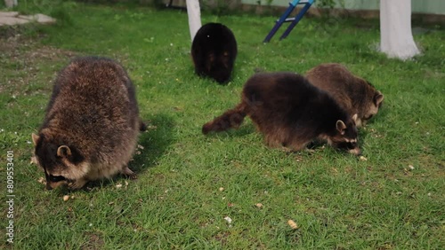 Wildlife lawn, Family feeding, Group forage. Cluster raccoons gathers to eat on grass-covered lawn.