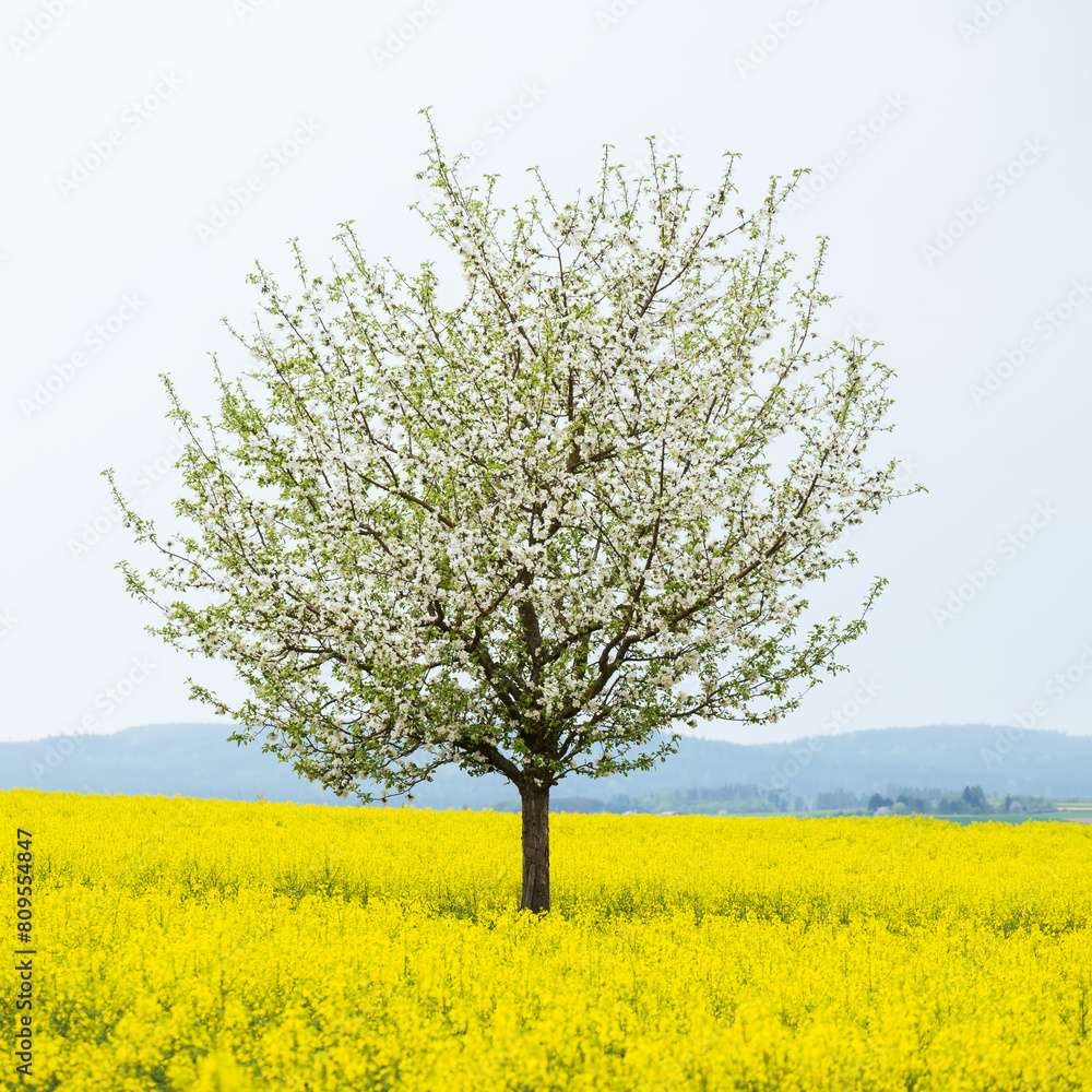 Blooming cherry trees in rapeseed field Blooming cherry trees in rapeseed field