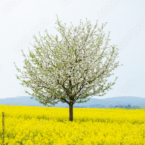 Blooming cherry trees in rapeseed field