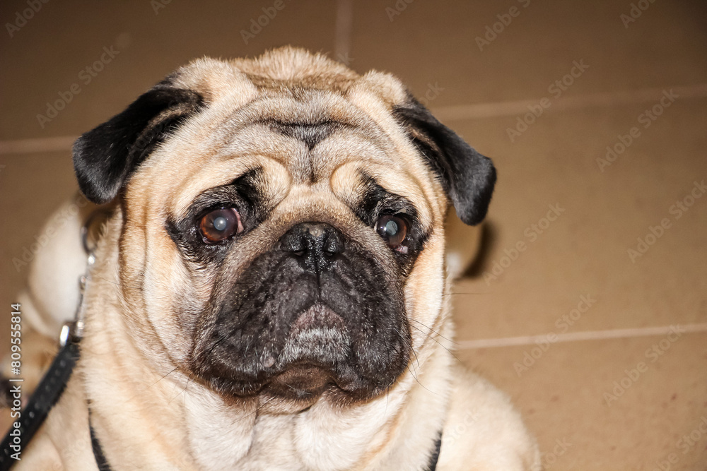 a sandy light pug on the floor in the room, sad, with a sad face and eyes, waiting for the owner
a sandy light pug on the floor in the room, sad, with a sad face and eyes, waiting for the owner
