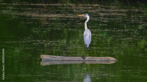 Ardea cinerea aka grey heron. Huge bird is hunting fish in the pond in Czech republic. photo