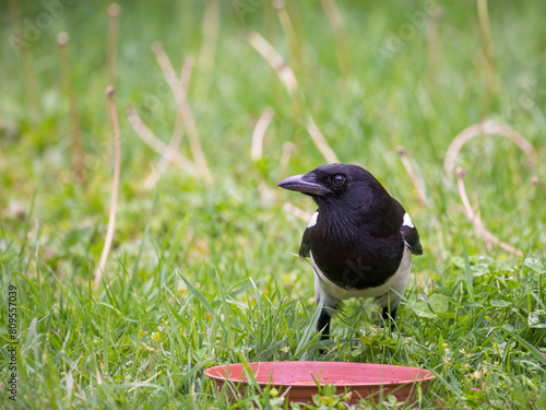 The Eurasian Magpie or Common Magpie or Pica pica at a plate with food