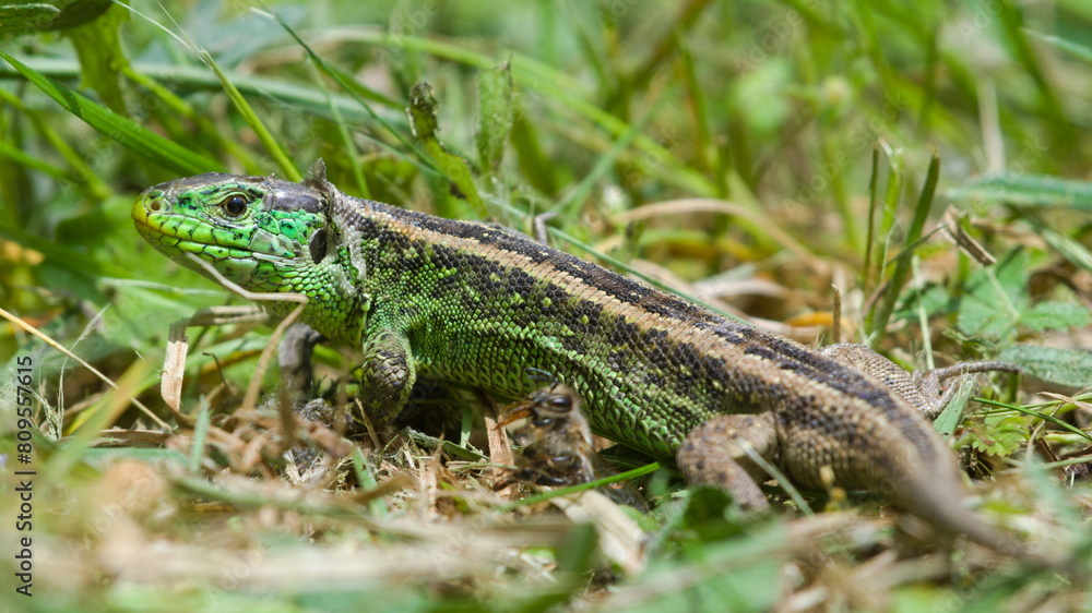 Lacerta agilis aka Sand lizard male is resting on sunny spot. Shed old skin. Most common reptile in Czech republic. Lacerta agilis aka Sand lizard male is resting on sunny spot. Shed old skin. Most common reptile in Czech republic.