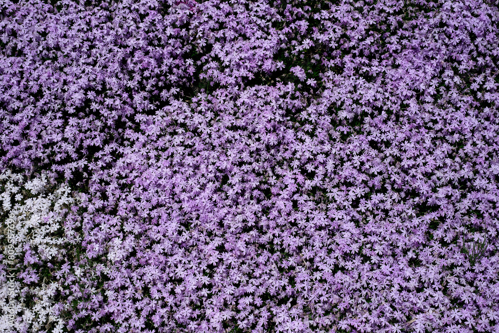 Close up shot of violet creeping phlox. Wallpaper and background with copy space for text.