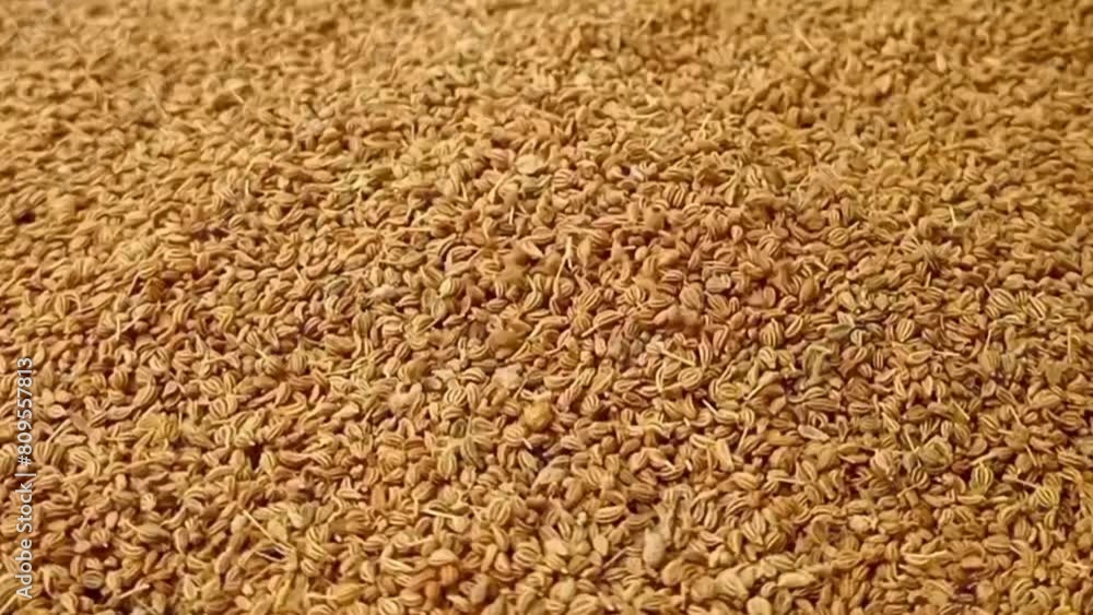 Anise seeds fall on rotating full frame background, micro shot, spinning, herbs and spices Anise seeds fall on rotating full frame background, micro shot, spinning, herbs and spices