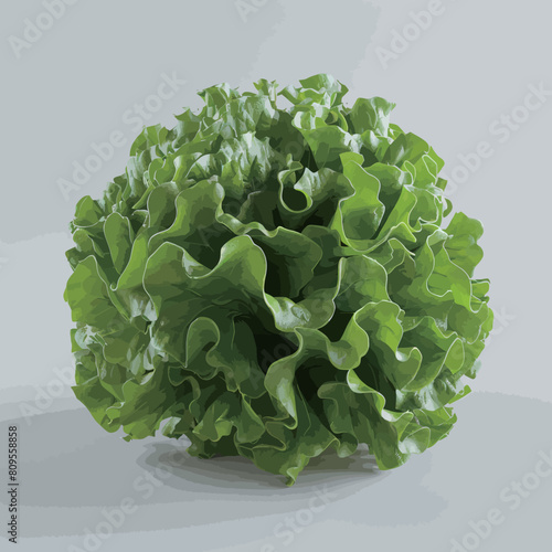 Lettuce leaves isolated on white background, clipping path included.