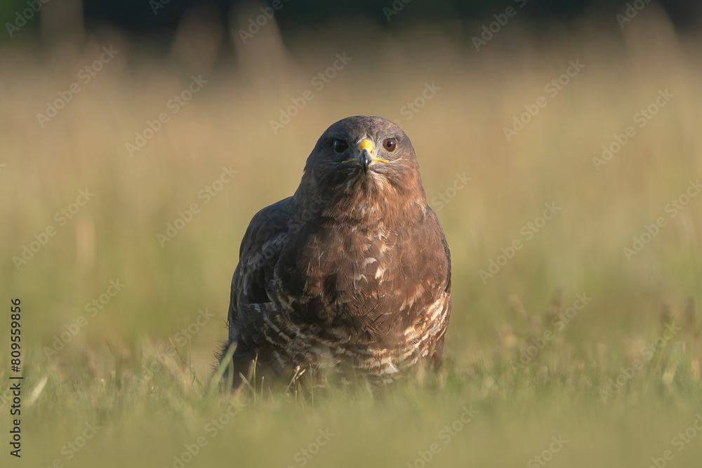 Common buzzard - Buteo buteo on ground in spring green grass. Green background. Photo from Lubusz Voivodeship in Poland. Common buzzard - Buteo buteo on ground in spring green grass. Green background. Photo from Lubusz Voivodeship in Poland.