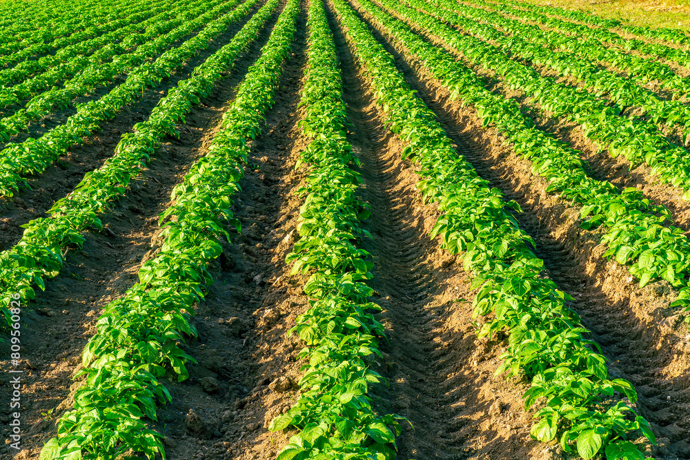 beautiful farmland landscape with green rows of potato and vegetables on a spring or summer farm field , rural natural background beautiful farmland landscape with green rows of potato and vegetables on a spring or summer farm field , rural natural background